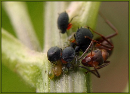 Schwarze Blattläuse mit melkender Ameise